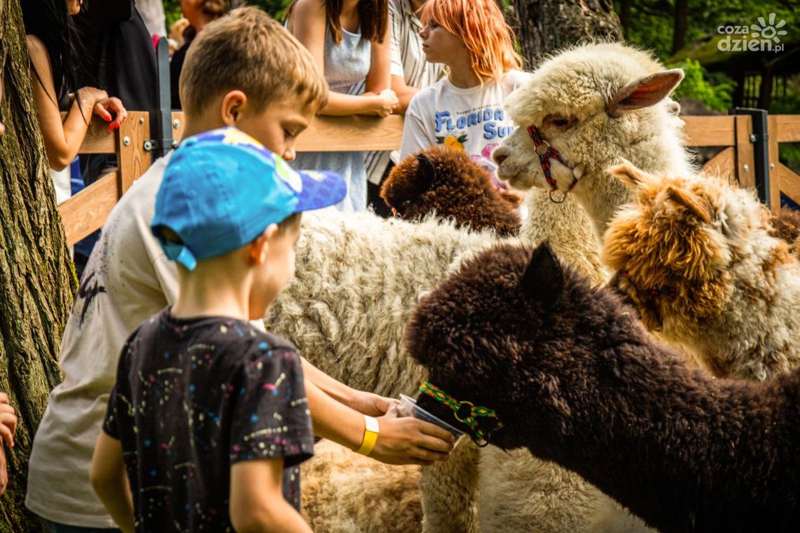 Alpaki w Dworku Binkowskim – rodzinna atrakcja, która podbiła Kielce Alpaki w Dworku Binkowskim – rodzinna atrakcja, która podbiła Kielce