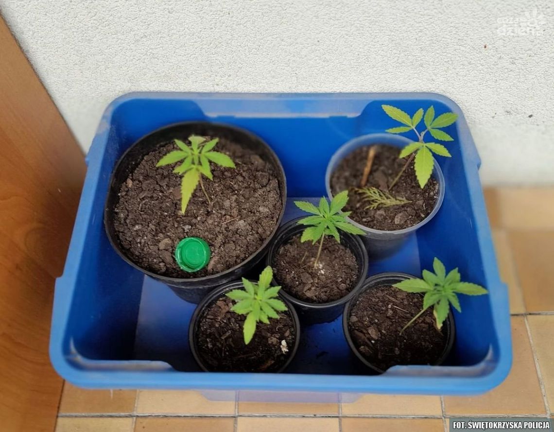 Amfetamina, susz marihuany i konopie indyjskie w mieszkaniu