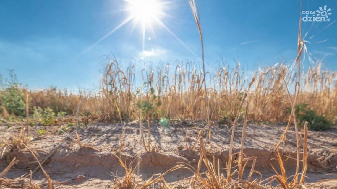ARiMR wypłaci rolnikom odszkodowania
ARiMR wypłaci rolnikom odszkodowania