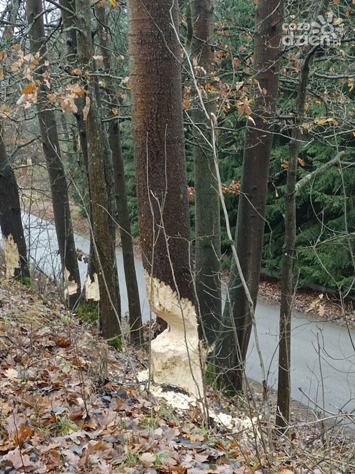 Artyści podgryzacze Artyści podgryzacze