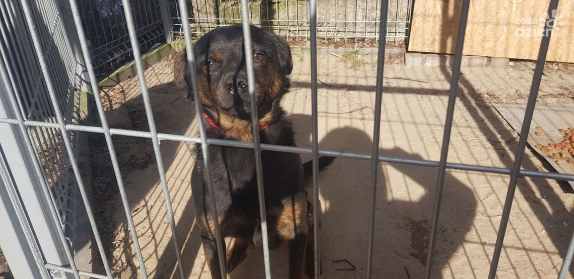 Barbara Pastuszka: epidemia koronawirusa to problemy schronisk dla zwierząt