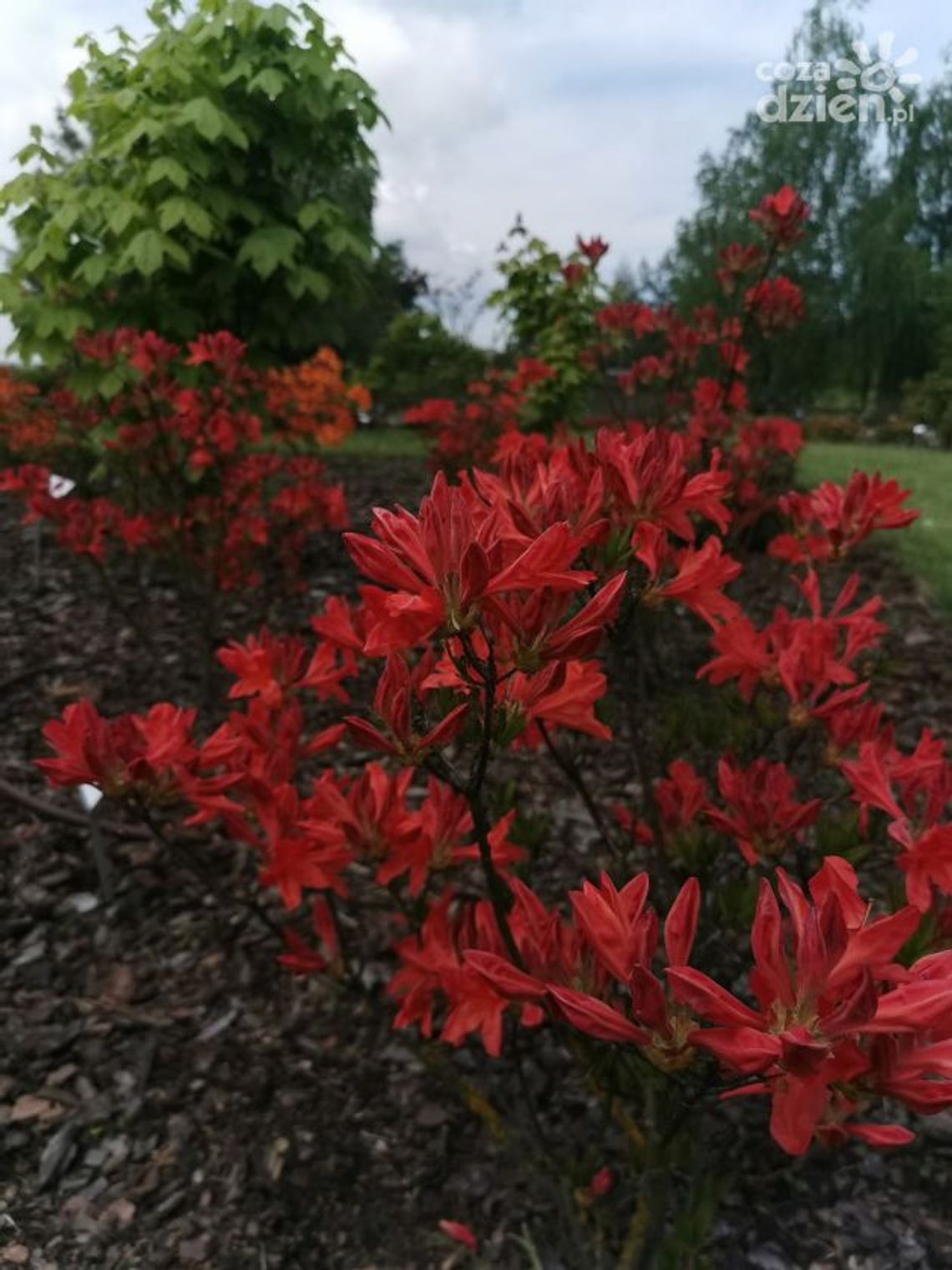 Barwny, pachnący i edukacyjny Dzień Dziecka Barwny, pachnący i edukacyjny Dzień Dziecka