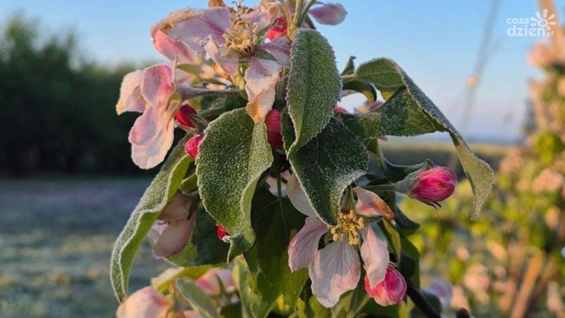 Będą odszkodowania dla rolników za uprawy zniszczone przymrozkami Będą odszkodowania dla rolników za uprawy zniszczone przymrozkami