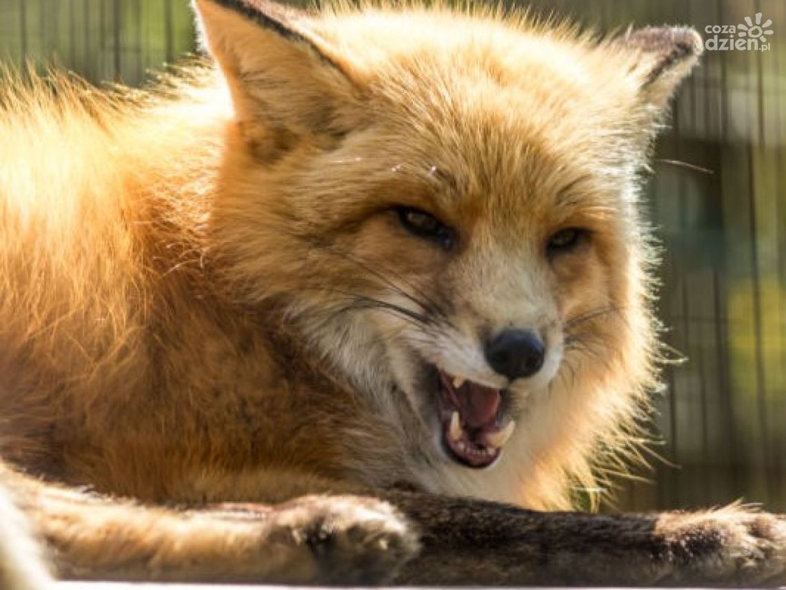 Będą szczepić lisy 