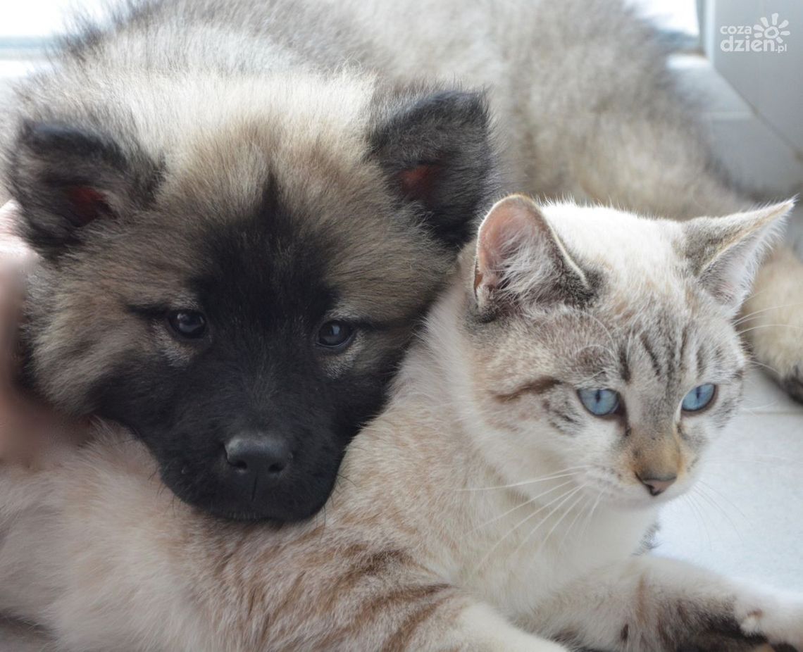 Będzie można odebrać talon na bezpłatną kastrację kotów i psów właścicielskich