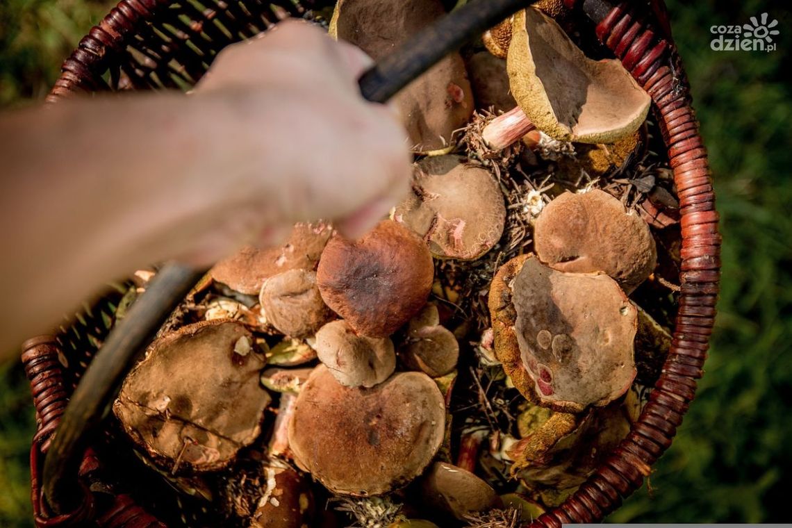 Bezpieczeństwo podczas wyprawy na grzyby. Jak zachowywać się w lesie? Bezpieczeństwo podczas wyprawy na grzyby. Jak zachowywać się w lesie?