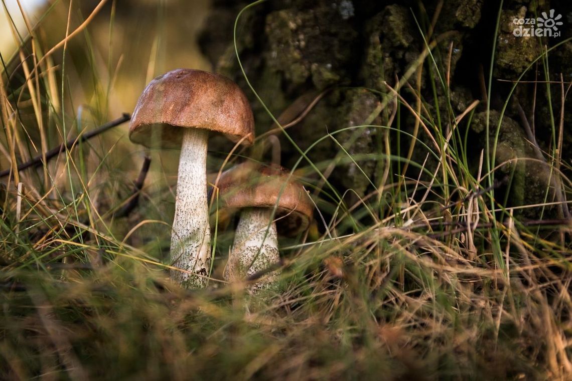 Bezpieczne grzybobranie – apel Policji Bezpieczne grzybobranie – apel Policji