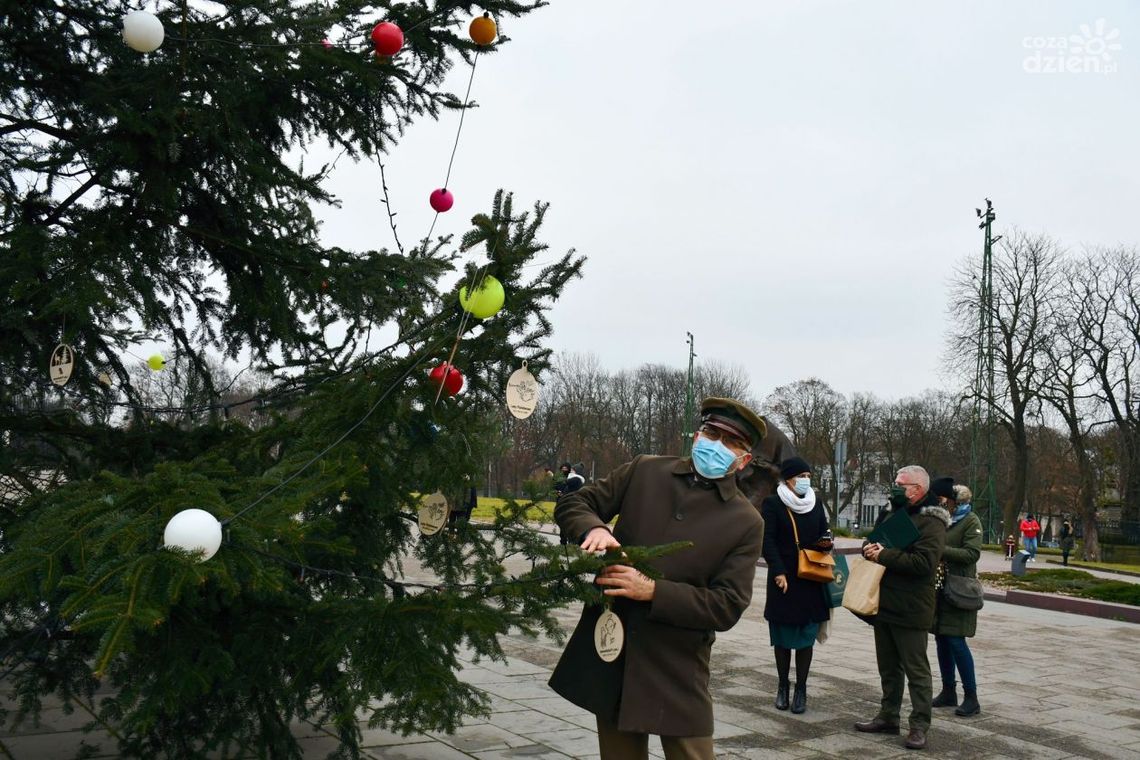 Błonia jasnogórskie już zdobi choinka od ostrowieckich leśników