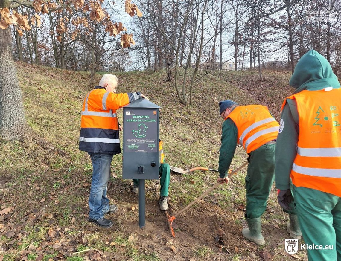 „Bufet” dla kaczek na Zalewem Kieleckim