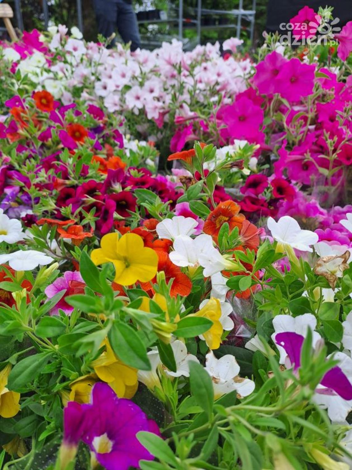 Busko-Zdrój tonie w kwiatach Busko-Zdrój tonie w kwiatach