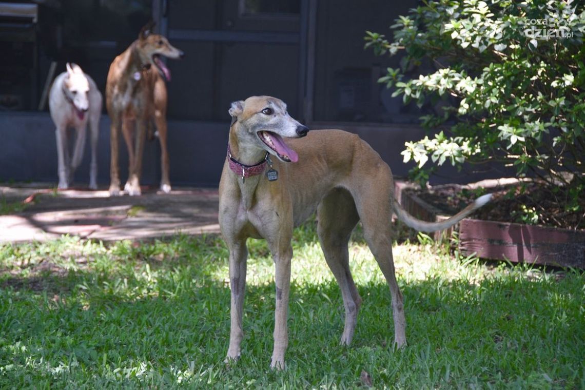 Chcesz mieć charta? Najpierw zezwolenie Chcesz mieć charta? Najpierw zezwolenie