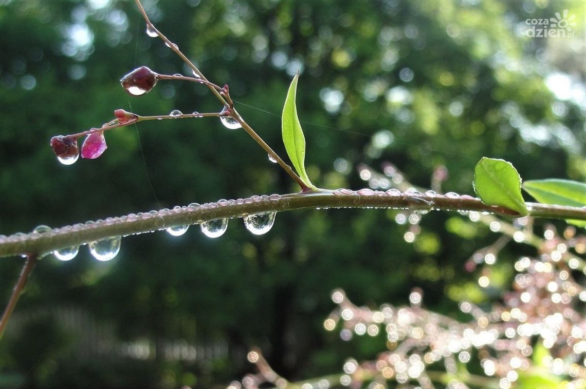 Chcesz oszczędzać wodę? Skorzystaj z dotacji na zbieranie deszczówki Chcesz oszczędzać wodę? Skorzystaj z dotacji na zbieranie deszczówki
