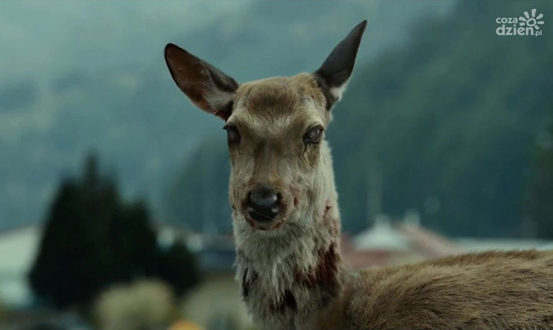 Choroba jeleni zombie już w Europie. Kiedy dotrze do Polski?