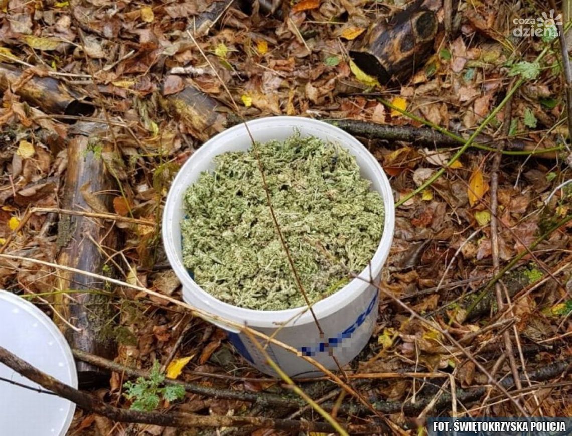 ĆMIELÓW - wiaderka z marihuaną i areszt ĆMIELÓW - wiaderka z marihuaną i areszt