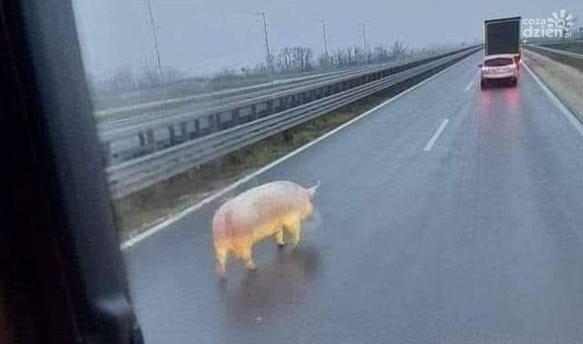 Co mi zrobisz, jak mnie złapiesz? Czyli świnia na gigancie Co mi zrobisz, jak mnie złapiesz? Czyli świnia na gigancie