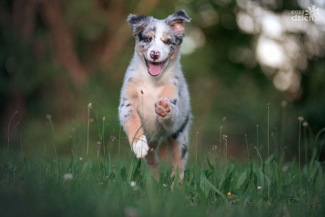 Co mówi Twój pies? Tajemnice psiego języka ciała Co mówi Twój pies? Tajemnice psiego języka ciała