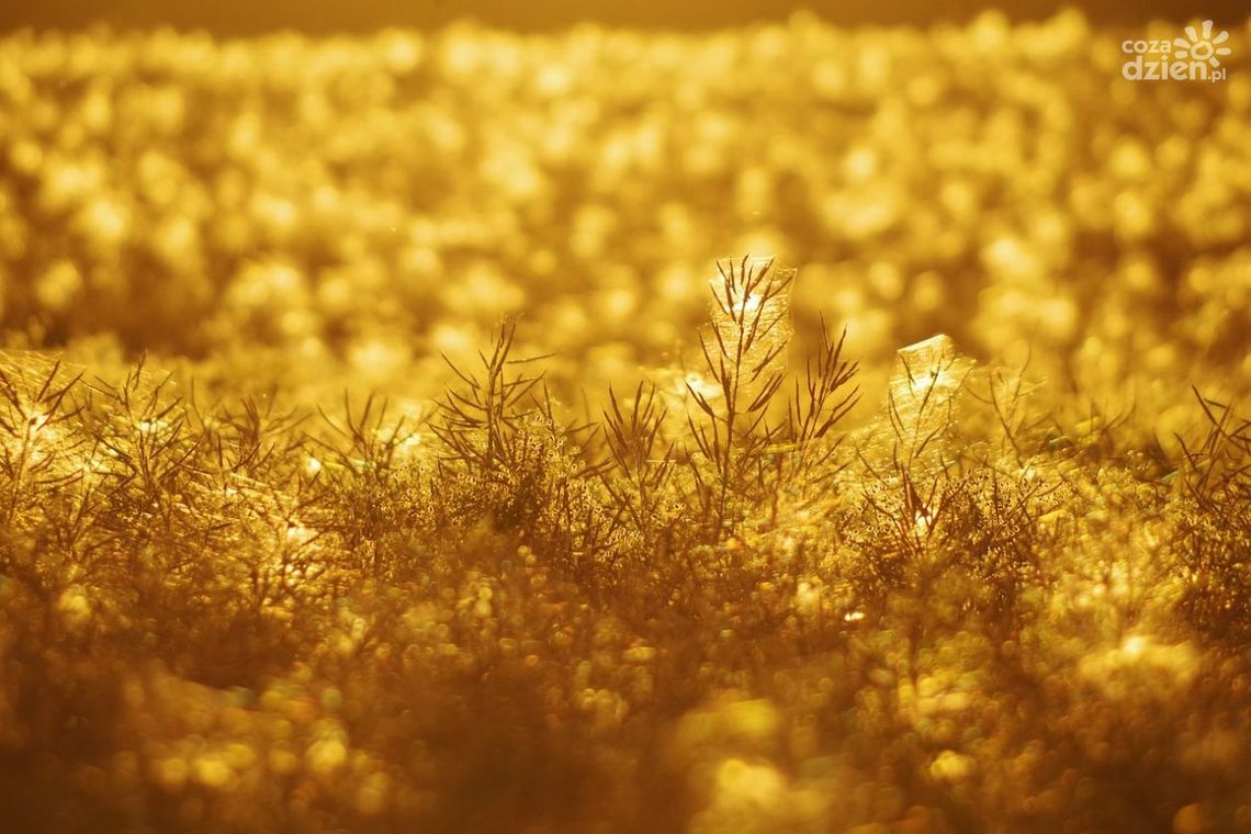 Co stosować na chwasty w warzywach?