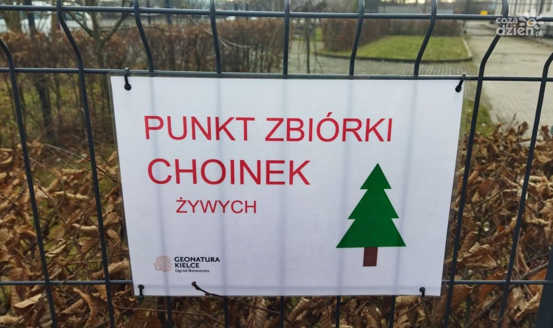 Co zrobić z choinką po świętach? Zanieść do Ogrodu Botanicznego