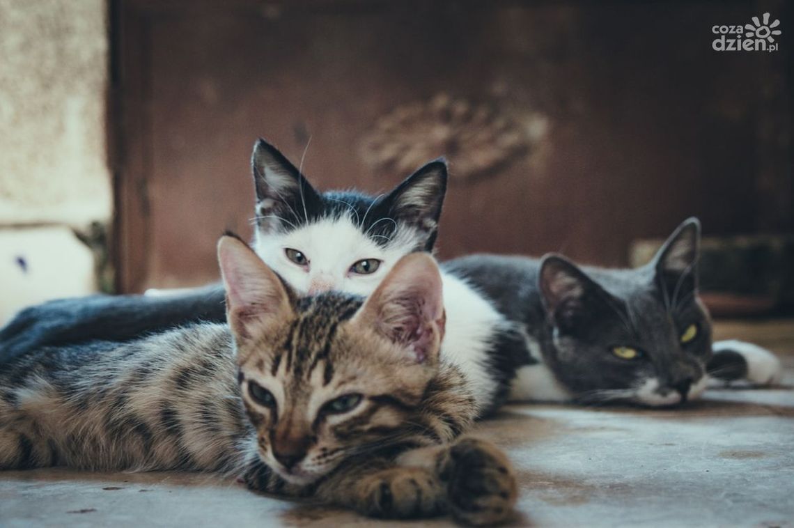 Coraz więcej bezdomnych kotów w regionie. W schronisku brakuje miejsc…