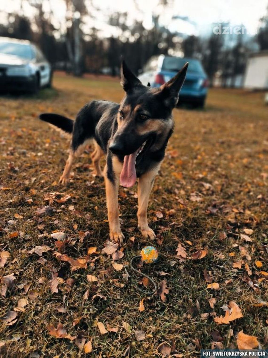 Czworonożny funkcjonariusz w ostrowieckiej komendzie Czworonożny funkcjonariusz w ostrowieckiej komendzie