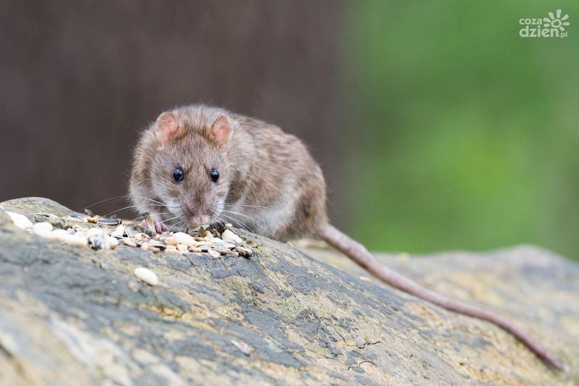 Deratyzacja w Kielcach – ważne obowiązki dla właścicieli i zarządców nieruchomości Deratyzacja w Kielcach – ważne obowiązki dla właścicieli i zarządców nieruchomości