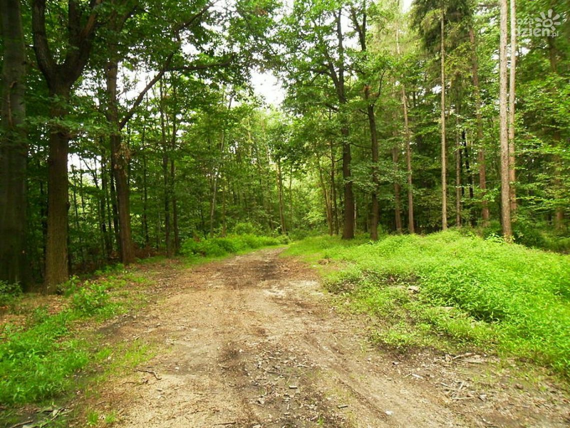 Deszcz zmniejszył zagrożenie pożarowe w ostrowieckich lasach