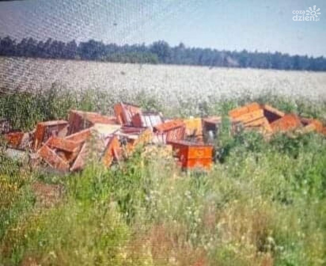 Dewastacja uli! Ucierpiało 300 pszczelich rodzin