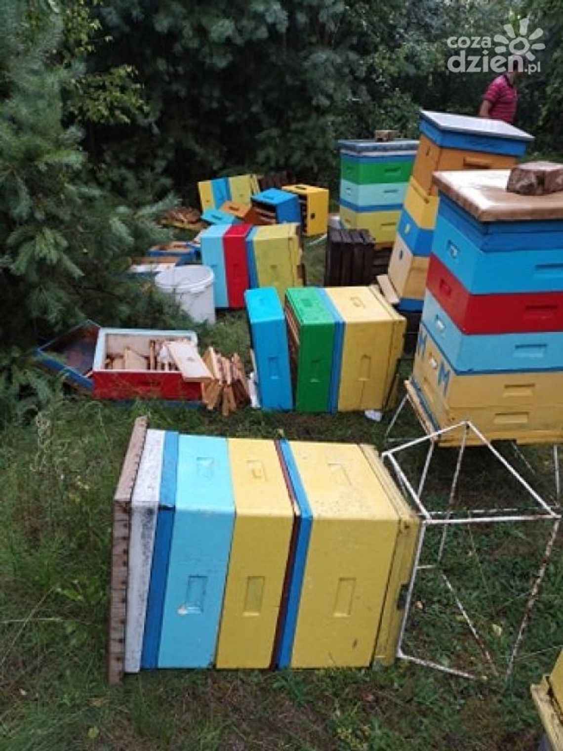 Dewastacji uli ciąg dalszy – teraz zniszczono pasiekę w Tarnówku Dewastacji uli ciąg dalszy – teraz zniszczono pasiekę w Tarnówku