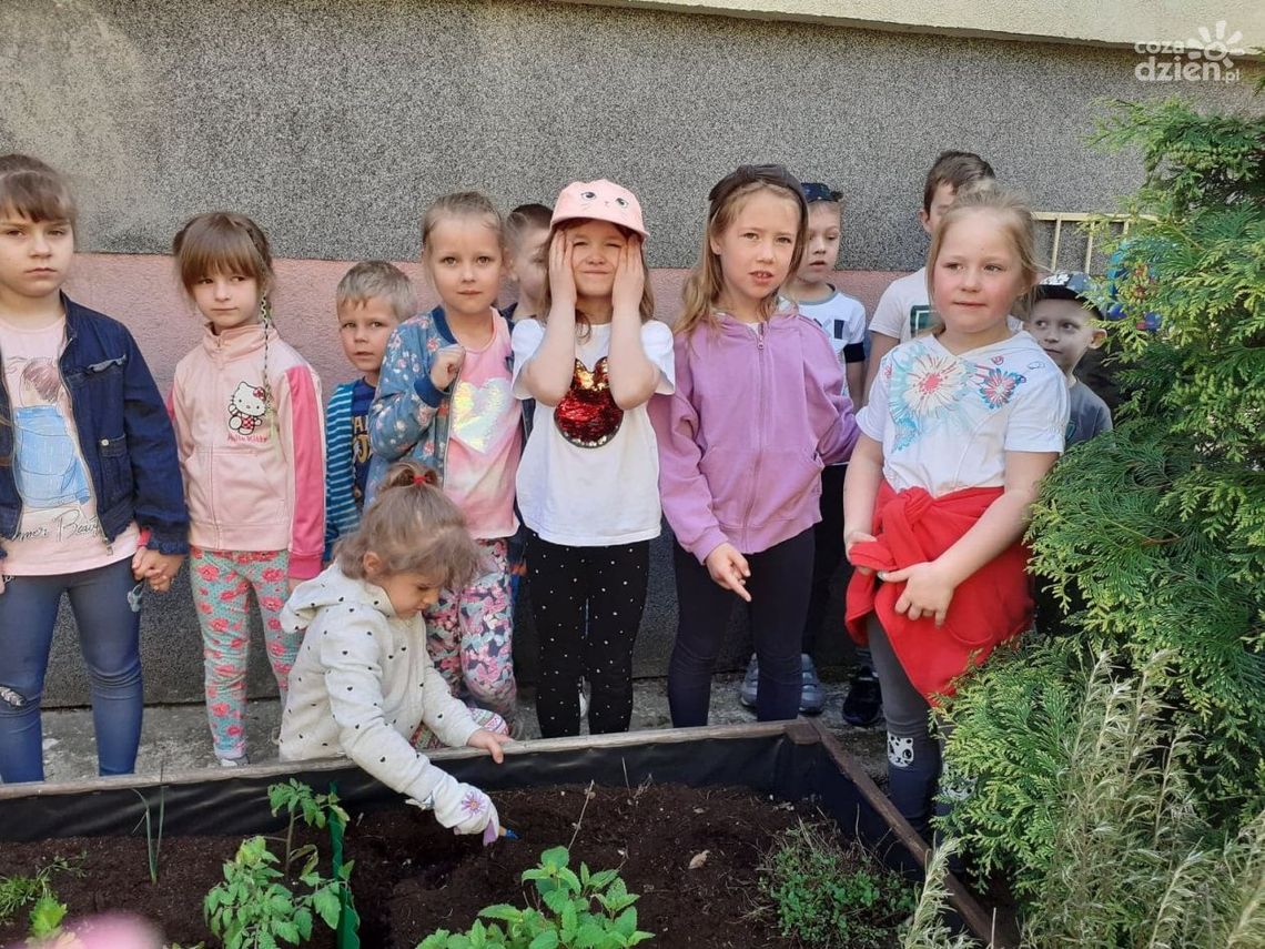 Dni Adaptacyjne w ostrowieckim przedszkolu nr 19