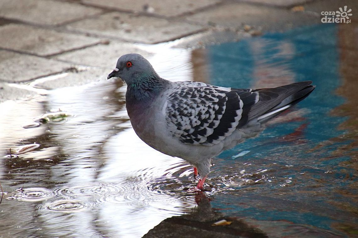 Dotacje dla mieszkańców Gminy Morawica na zakup i montaż zbiorników na wody opadowe Dotacje dla mieszkańców Gminy Morawica na zakup i montaż zbiorników na wody opadowe