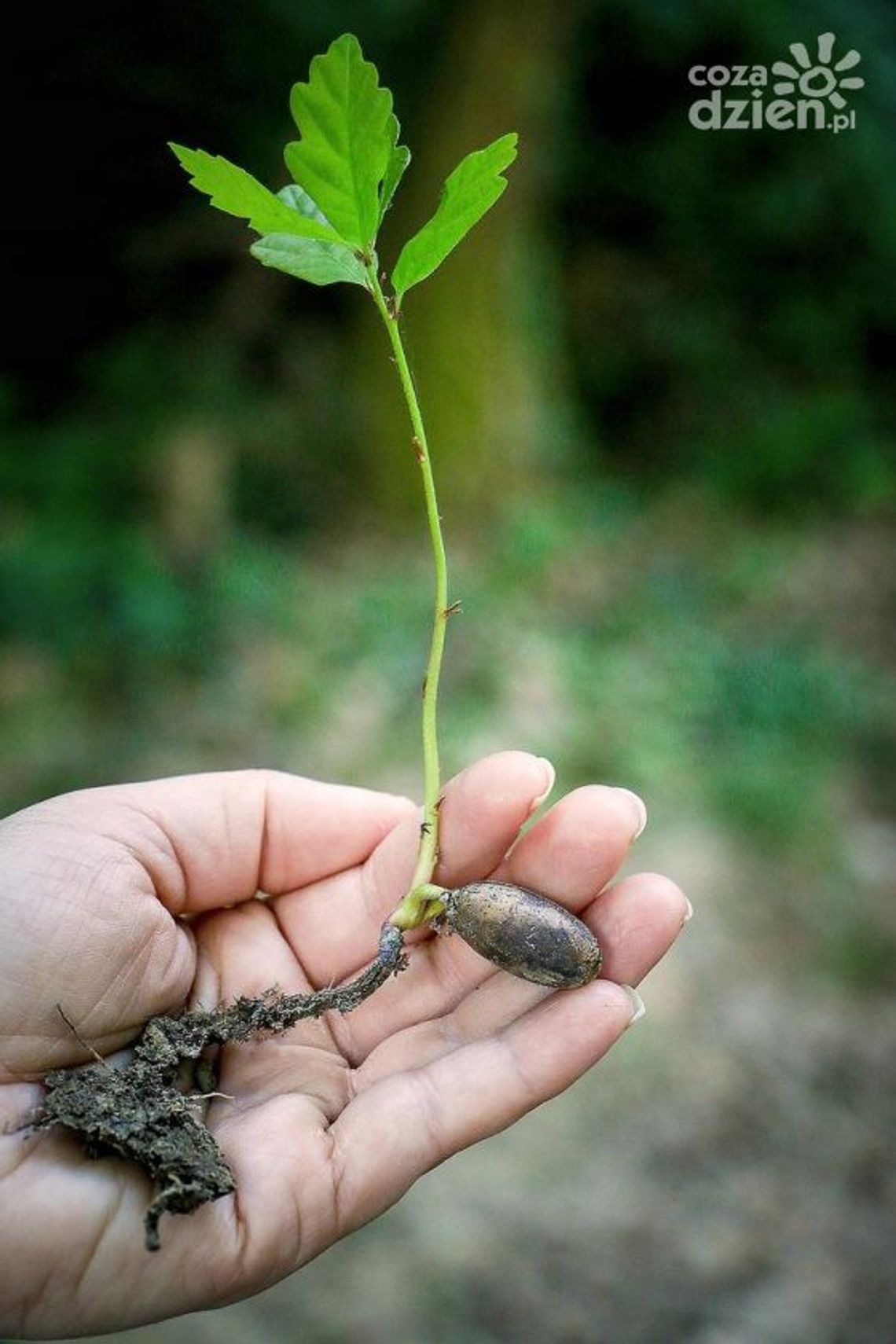 Drzewko za makulaturę