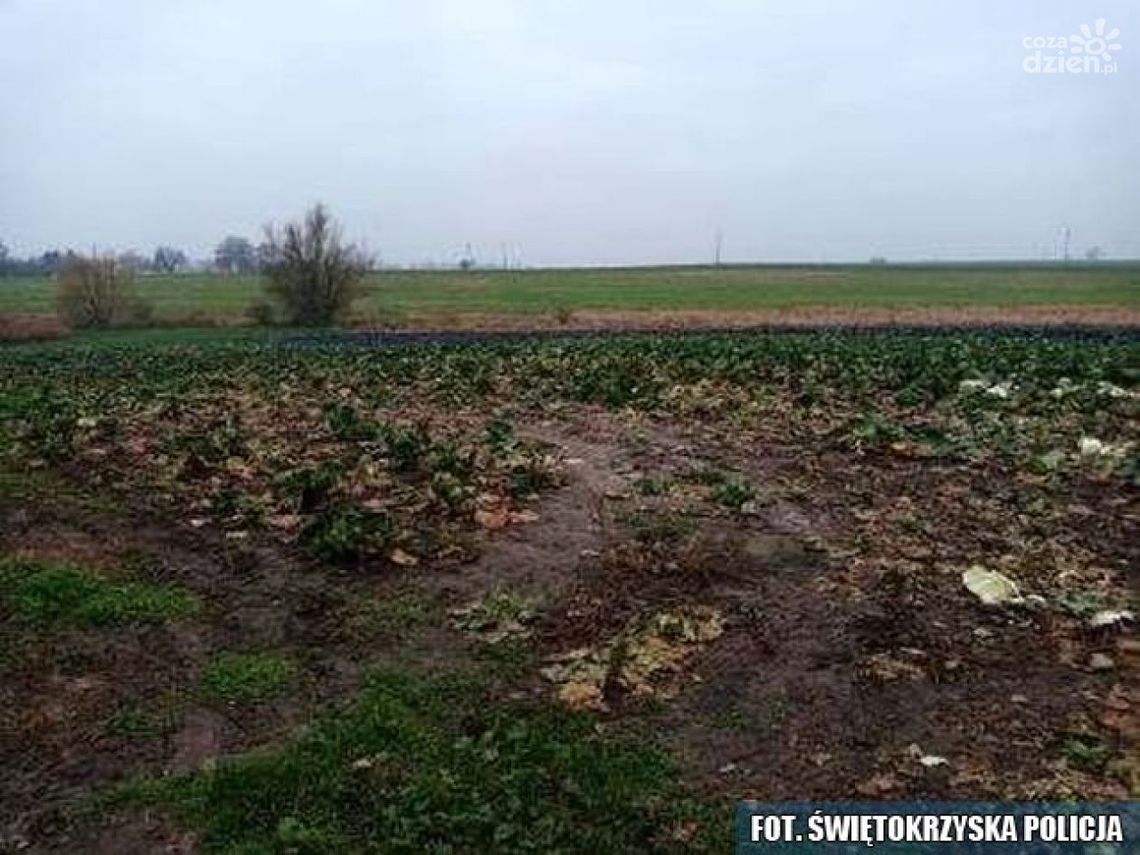 Dwaj seniorzy wpadli na kradzieży... kapusty Dwaj seniorzy wpadli na kradzieży... kapusty