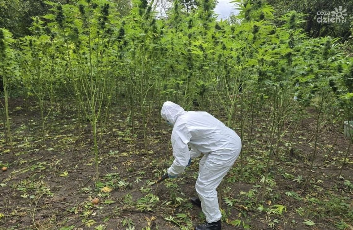 Dwie plantacje i blisko 40 kilogramów narkotyków Dwie plantacje i blisko 40 kilogramów narkotyków