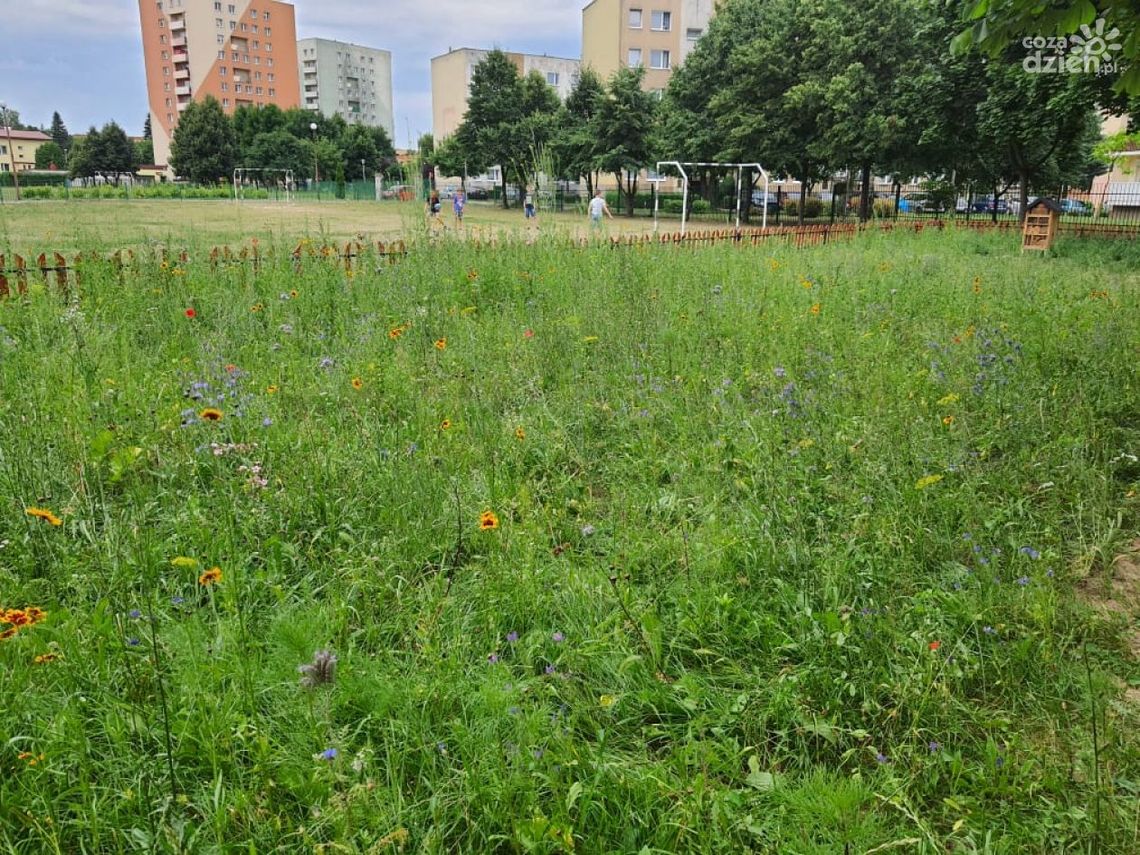 Działania proekologiczne Rady Osiedla Pułanki Działania proekologiczne Rady Osiedla Pułanki