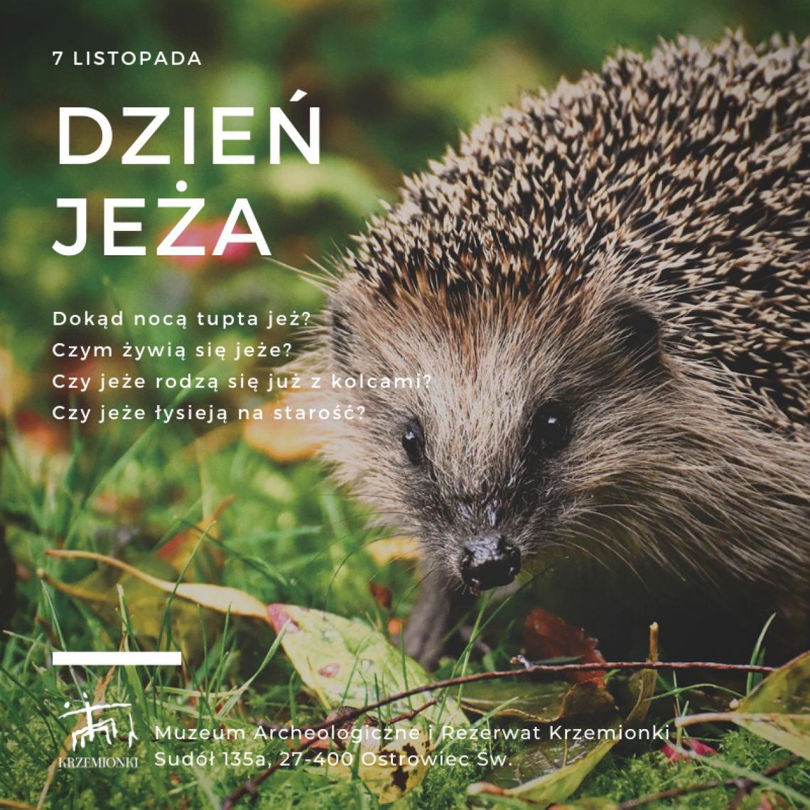 Dzień Jeża Dzień Jeża