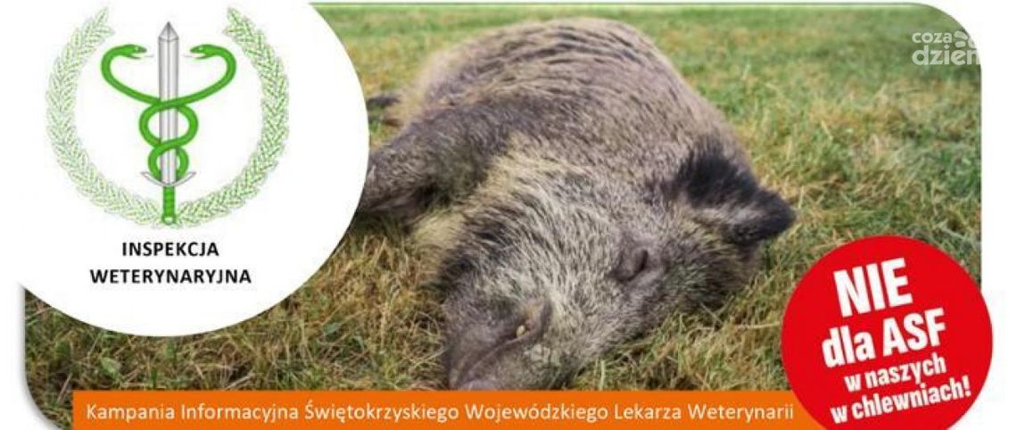 Dzik zakażony ASF w pow. starachowickim Dzik zakażony ASF w pow. starachowickim
