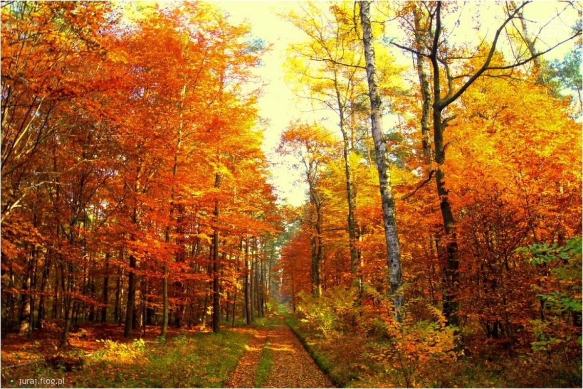 Dziś rozpoczyna się astronomiczna jesień Dziś rozpoczyna się astronomiczna jesień