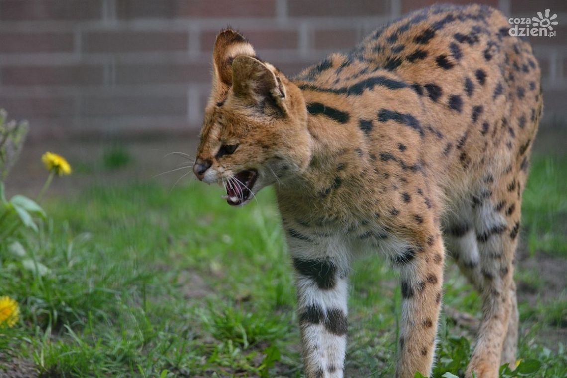 Egzotyczny afrykański kot na wolności! Trwają poszukiwania Egzotyczny afrykański kot na wolności! Trwają poszukiwania