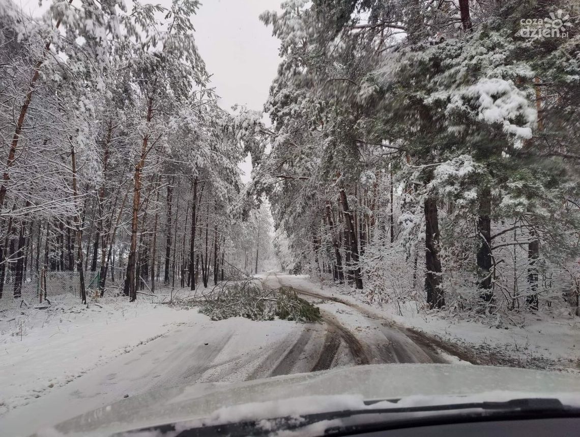Energetycy z PGE Skarżysko naprawiają zerwane sieci, ale mokry śnieg i wiatr nie ułatwiają pracy
Energetycy z PGE Skarżysko naprawiają zerwane sieci, ale mokry śnieg i wiatr nie ułatwiają pracy