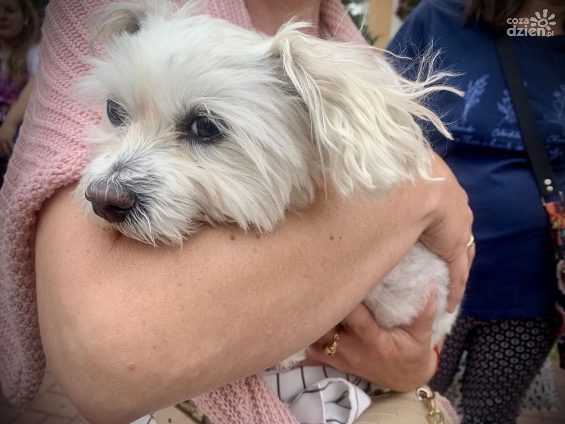 Falko wyrzucony z balkonu. Kulisy szokującego uprowadzenia Falko wyrzucony z balkonu. Kulisy szokującego uprowadzenia