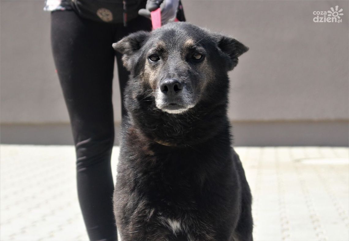 Fatalny stan bytowy 34 psów na posesji 69- latka