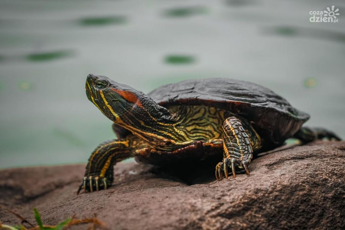 Fundacja Oceanika odłowi żółwie mieszkające w kieleckim Parku Miejskim Fundacja Oceanika odłowi żółwie mieszkające w kieleckim Parku Miejskim