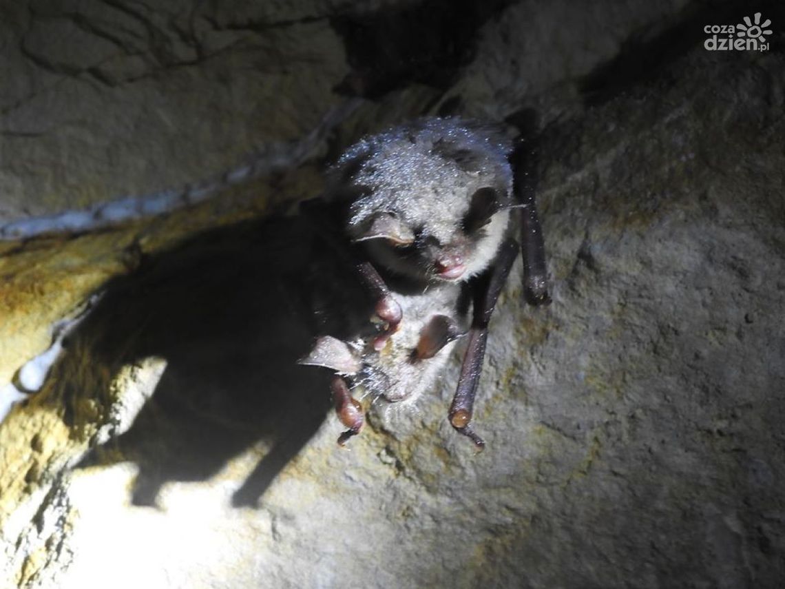 Gacek szary i nocek duży mieszkańcami "Krzemionek" Gacek szary i nocek duży mieszkańcami "Krzemionek"