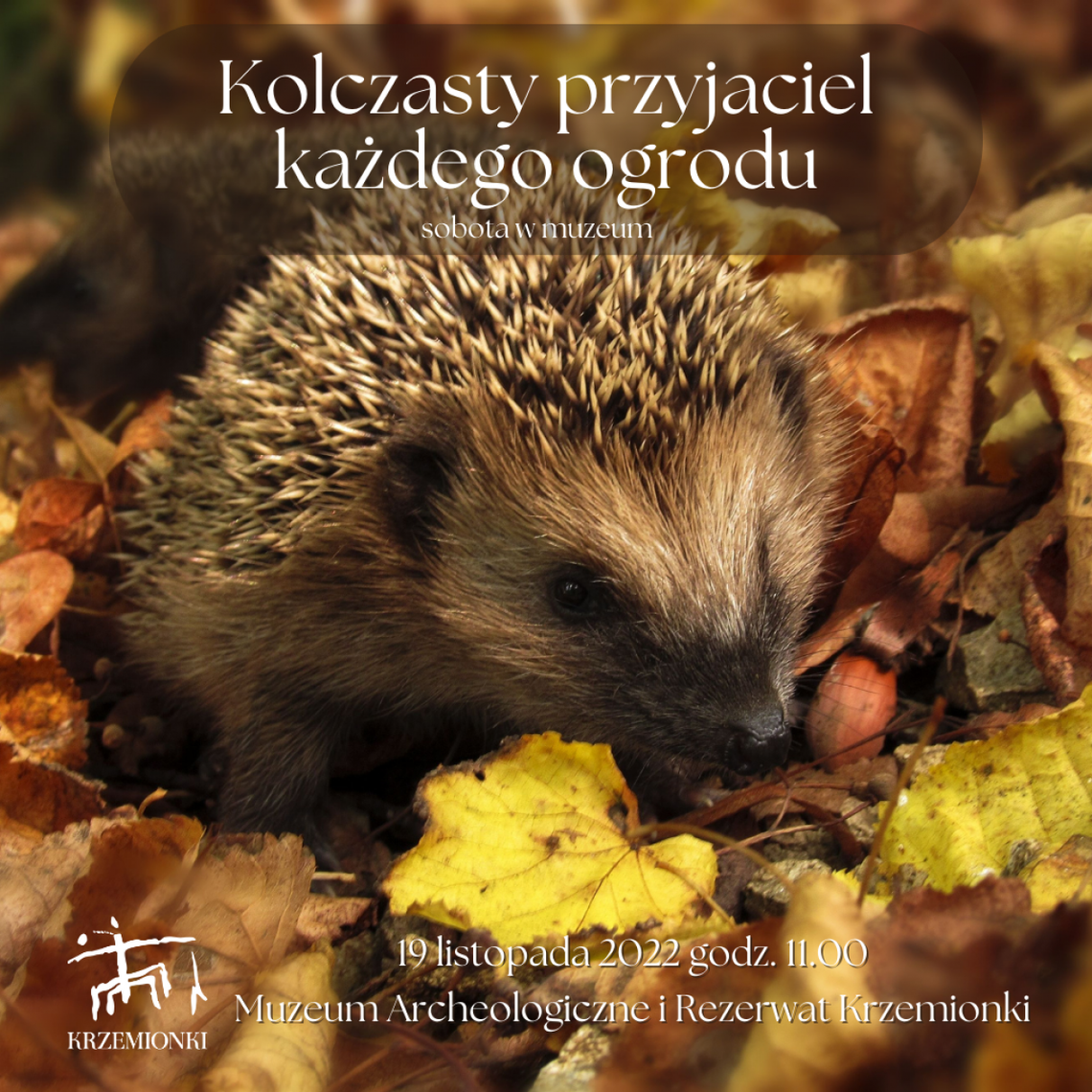 Gdzie chodzą jeże? Gdzie chodzą jeże?