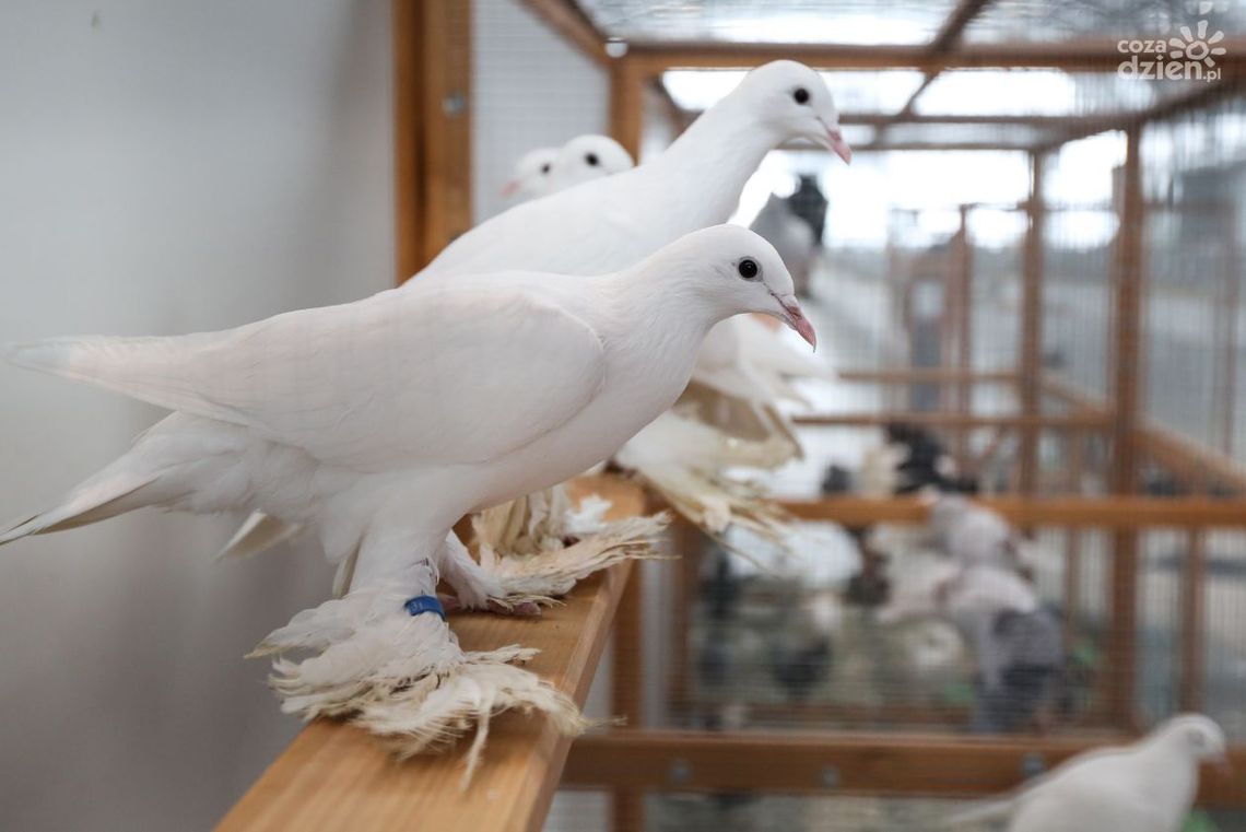 Gołębie rasowe przylecą do Targów Kielce! Gołębie rasowe przylecą do Targów Kielce!