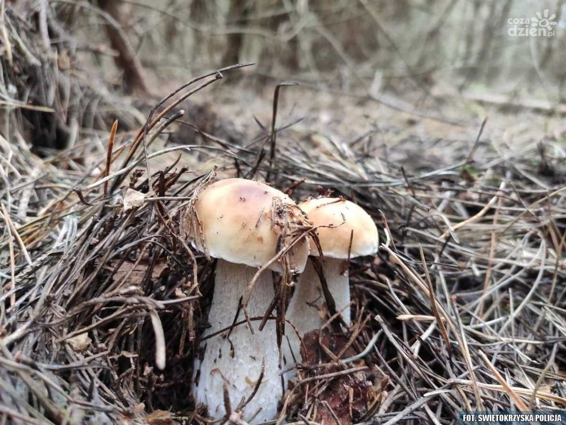 Grzybiarz zgubił się w lesie. Pomogli policjanci Grzybiarz zgubił się w lesie. Pomogli policjanci