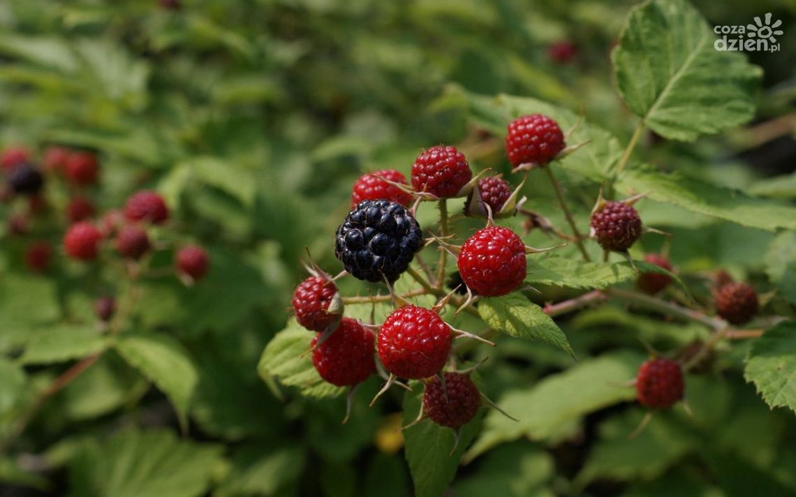 Grzybobranie, jarmark i leśne tematy dla całej rodziny Grzybobranie, jarmark i leśne tematy dla całej rodziny