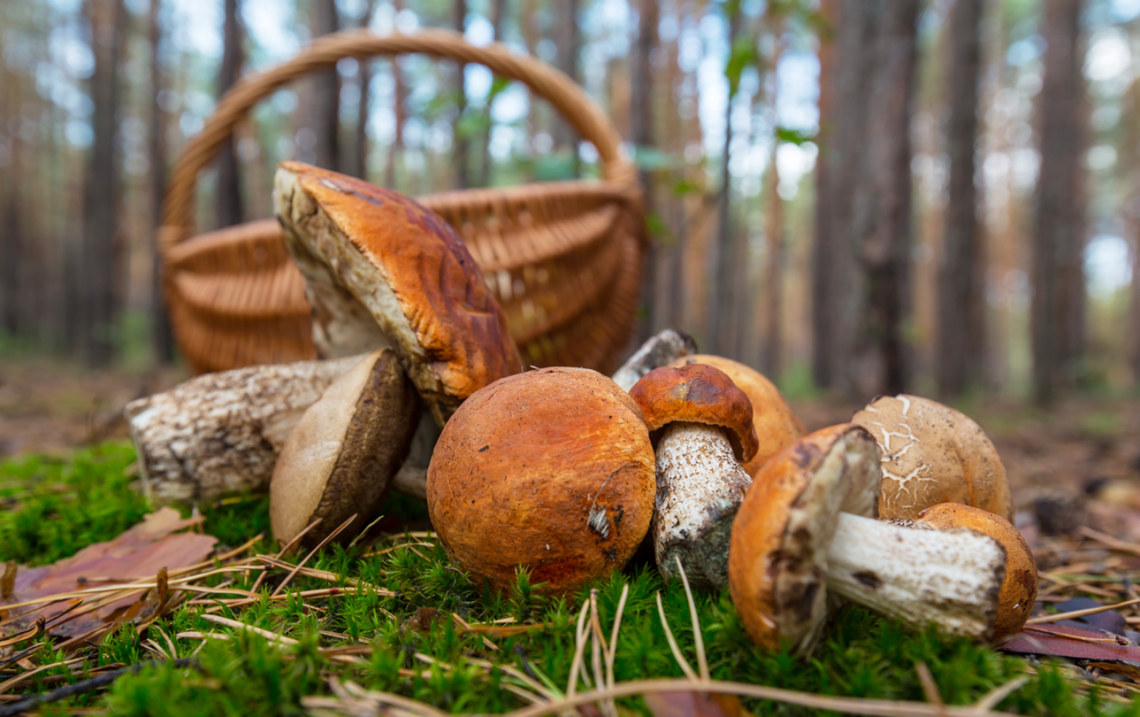 Grzyboznawca pomoże rozpoznać grzyby jadalne Grzyboznawca pomoże rozpoznać grzyby jadalne
