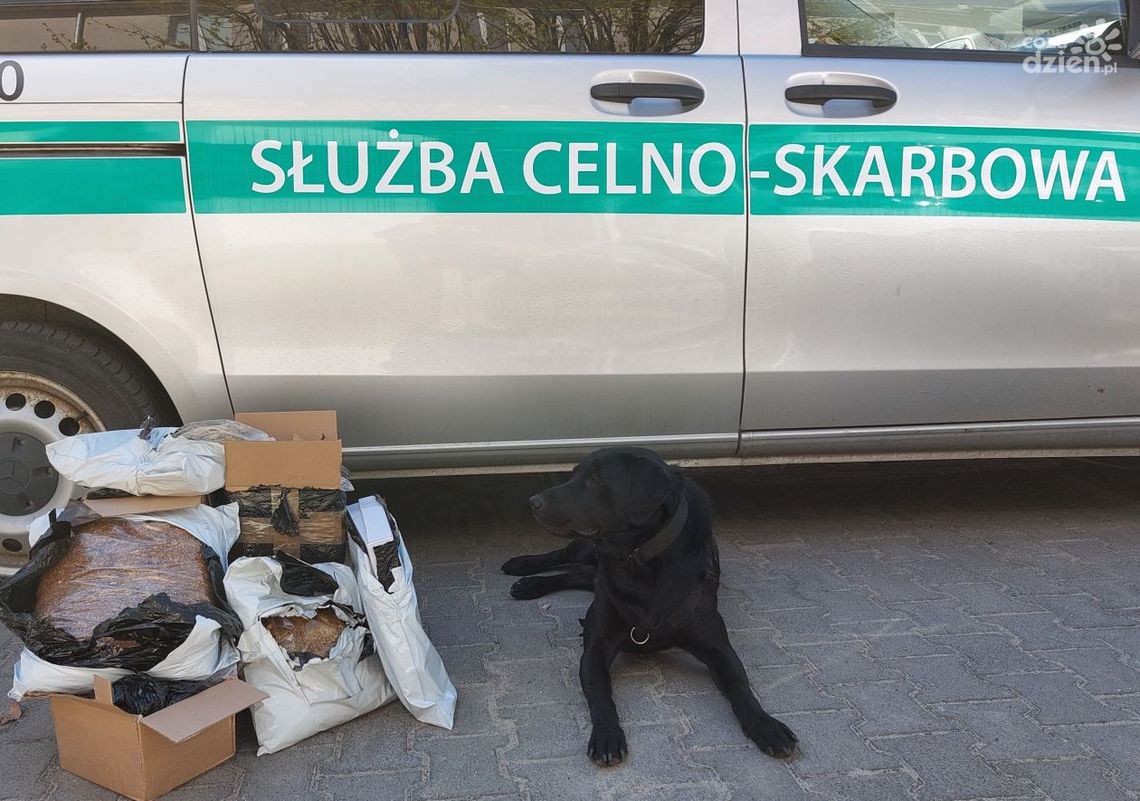 Handel nielegalnym tytoniem udaremniony. Towar znajdował się w paczkach kurierskich
