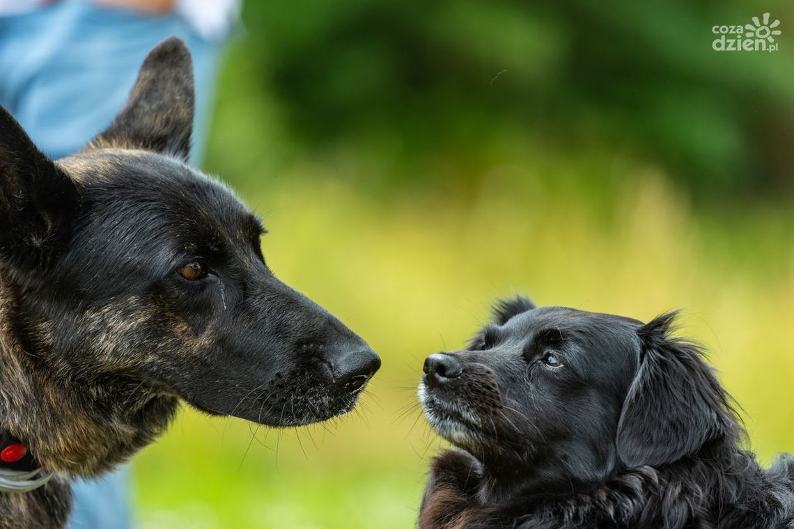 I Wystawa Psów Nierasowych w Chęcinach (fotorelacja) I Wystawa Psów Nierasowych w Chęcinach (fotorelacja)